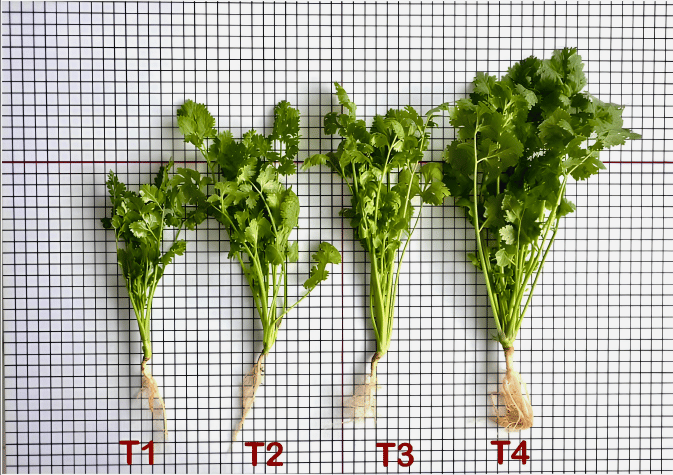 Lilynano coriander growth comparison trial