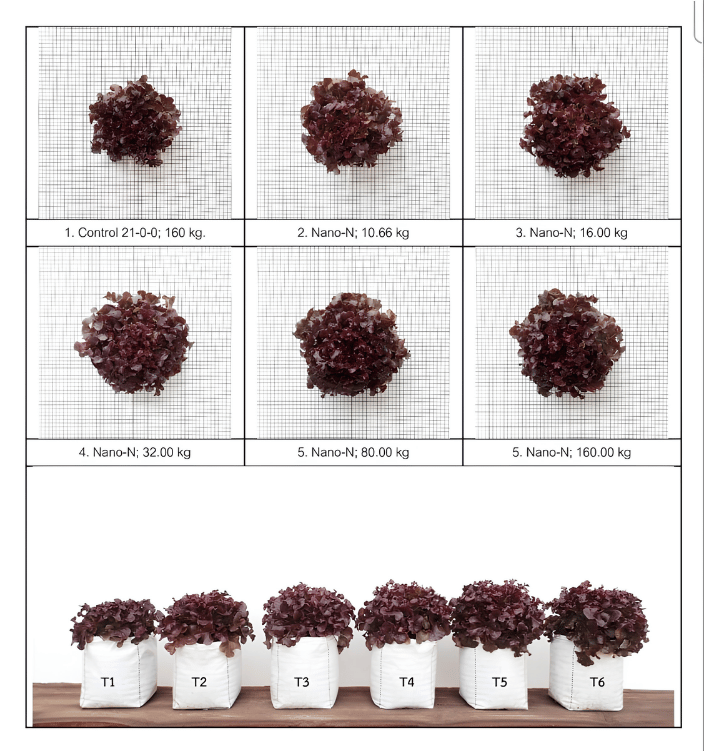 Lilynano red lettuce fertilizer trial