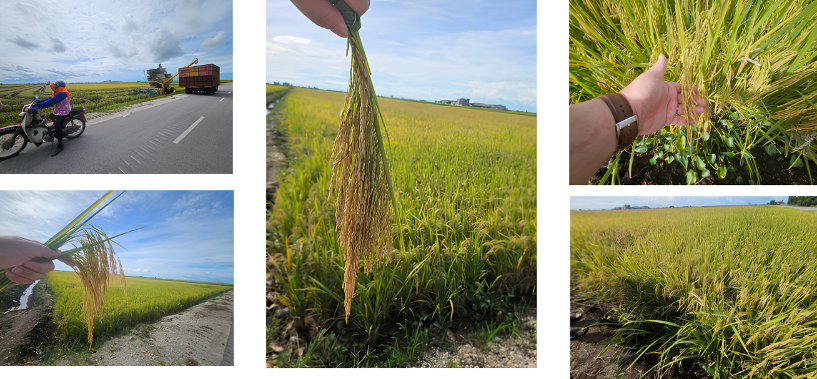 Sekinchan MRQ297 hybrid rice field and rice panicles