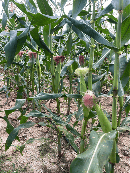 Corn trial after Lilynano application
