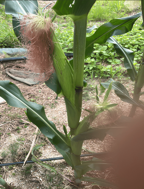 Corn trial before Lilynano application