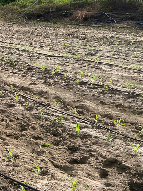 Young corn plants at Langkawi corn farm on 20 May