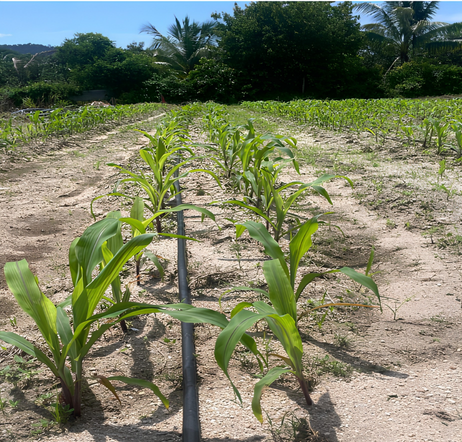Growing corn plants at Langkawi corn farm on 29 May