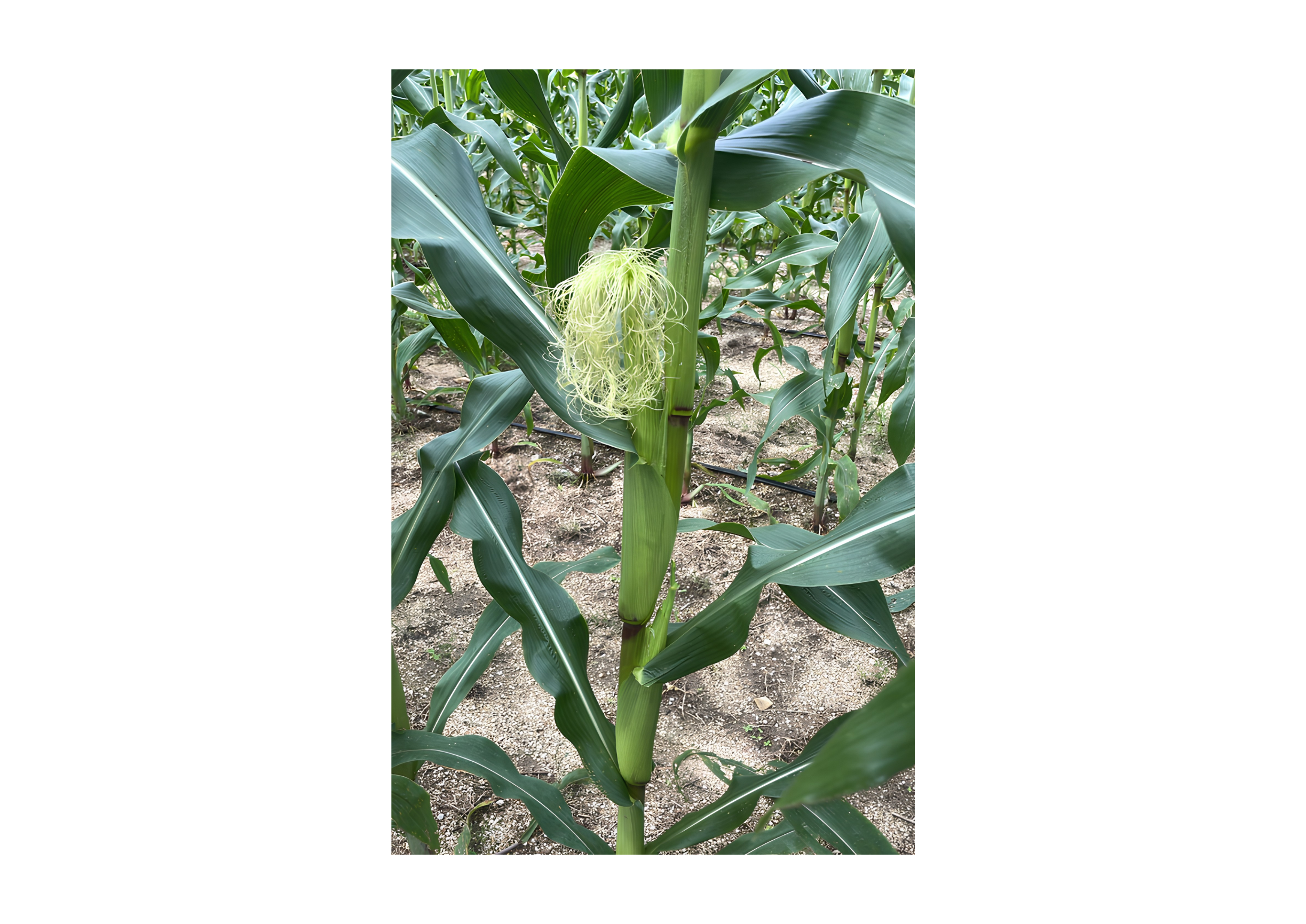Close-up crop development at Langkawi corn farm on 22 June