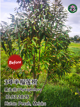 Before image of three-year-old black spot disease tree in Hutan Pecah, Melaka