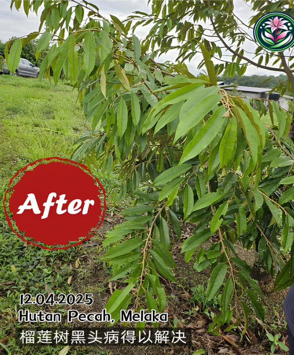 After image of black spot disease tree in Hutan Pecah, Melaka