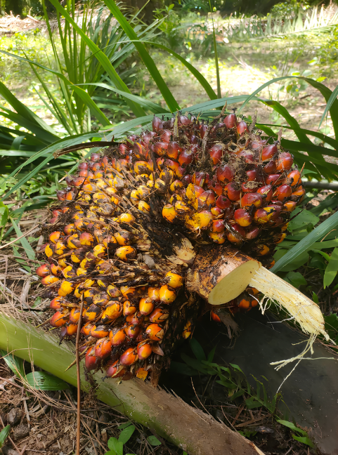 Oil palm fruit bunch treated with Lilynano Liquid Fertilizer 5-5-15