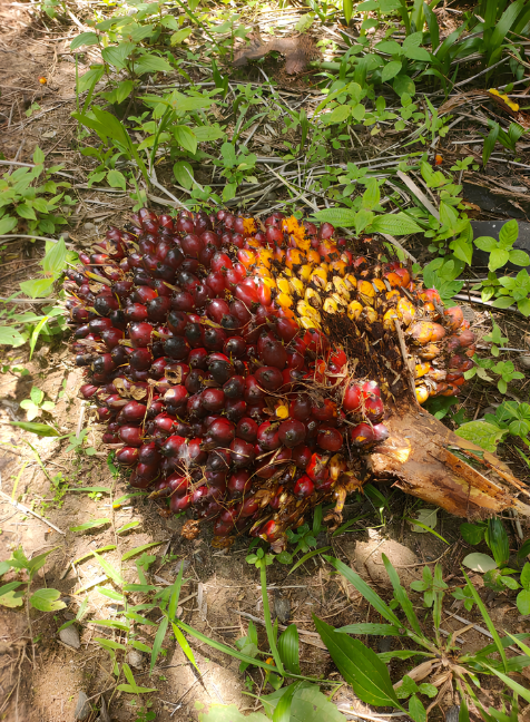 Oil palm fruit bunch treated with granular fertilizer